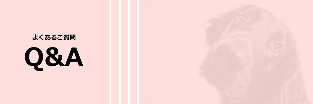 マキシムフォト